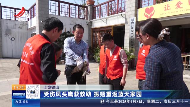 上饶铅山：受伤凤头鹰获救助 振翅重返蓝天家园