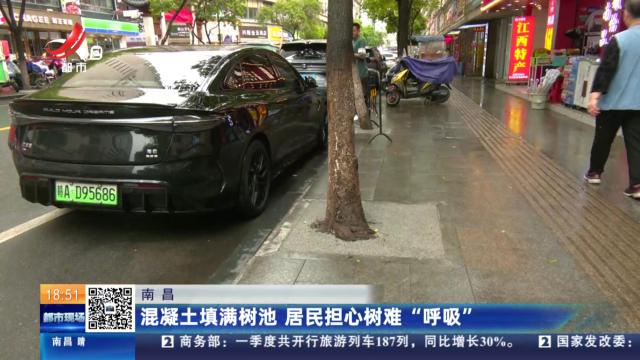 南昌：混凝土填满树池 居民担心树难“呼吸”