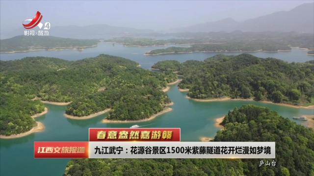 【春意盎然嘉游赣】九江武宁：花源谷景区1500米紫藤隧道花开烂漫如梦境