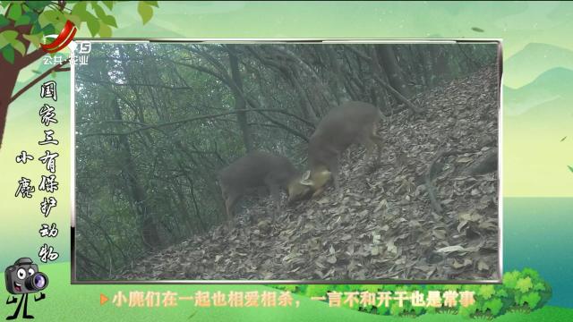绿野秘踪20250420