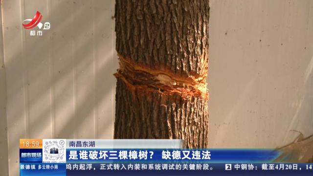 南昌东湖：是谁破坏三棵樟树？ 缺德又违法
