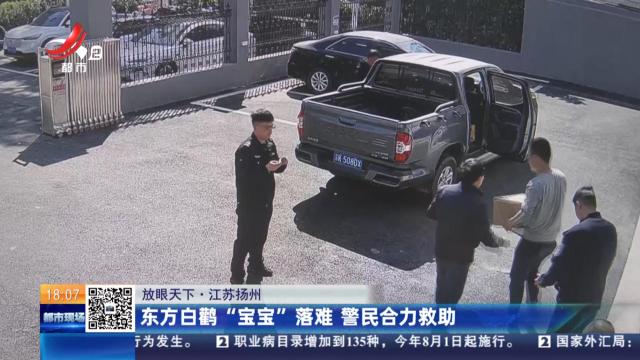 【放眼天下】江苏扬州：东方白鹳“宝宝”落难 警民合力救助
