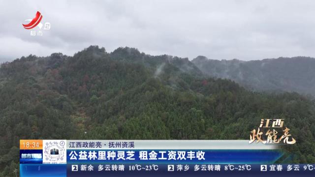 【江西政能亮】抚州资溪：公益林里种灵芝 租金工资双丰收