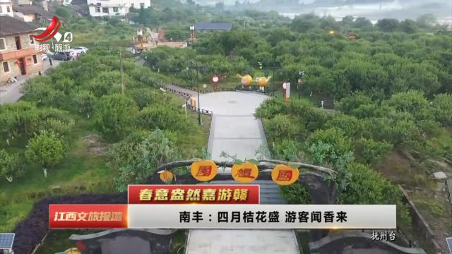 【春意盎然嘉游赣】南丰：四月桔花盛 游客闻香来