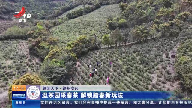 【赣闻天下】赣州安远：逛茶园采春茶 解锁踏春新玩法