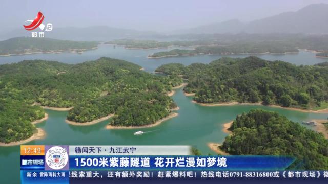 【赣闻天下】九江武宁：1500米紫藤隧道 花开烂漫如梦境