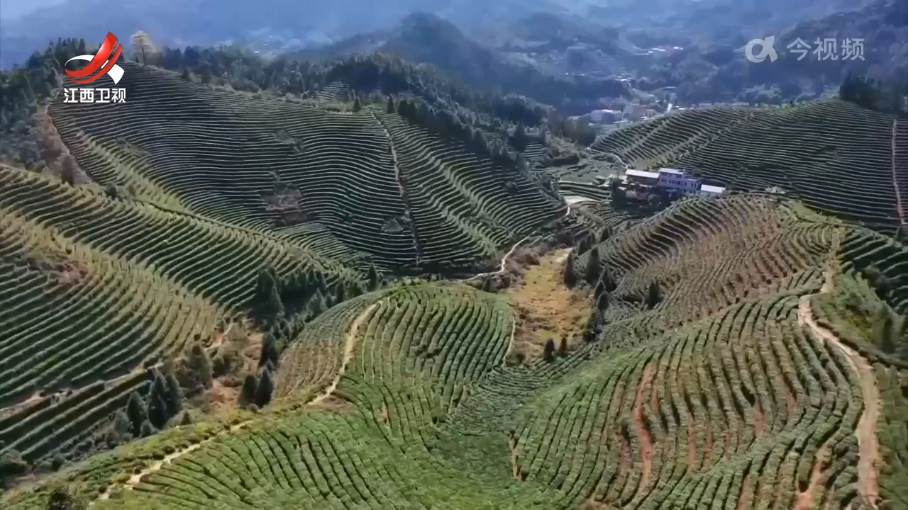 遂川县：茶香四溢 产业兴旺