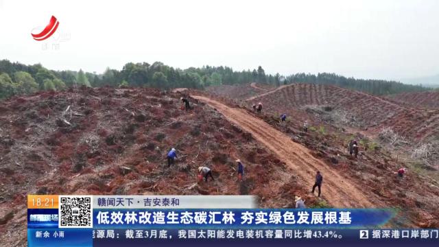 【赣闻天下】吉安泰和：低效林改造生态碳汇林 夯实绿色发展根基