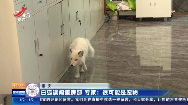 重庆：白狐误闯售房部 专家：很可能是宠物