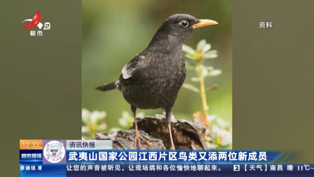 武夷山国家公园江西片区鸟类又添两位新成员
