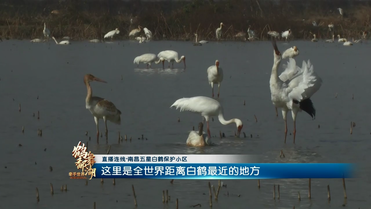 《鹤舞鄱湖·牵手世界》——2021年第二届鄱阳湖国际观鸟周融媒体大直播