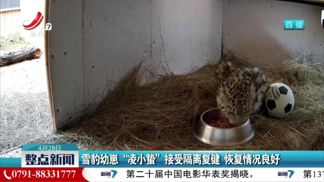 雪豹幼崽“凌小蛰”接受隔离复健 恢复情况良好