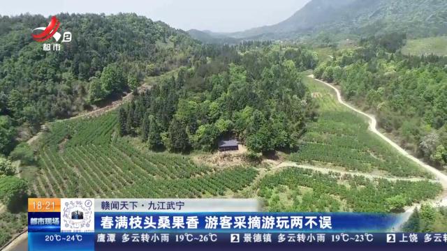【赣闻天下】九江武宁：春满枝头桑果香 游客采摘游玩两不误