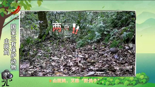 绿野秘踪20250401