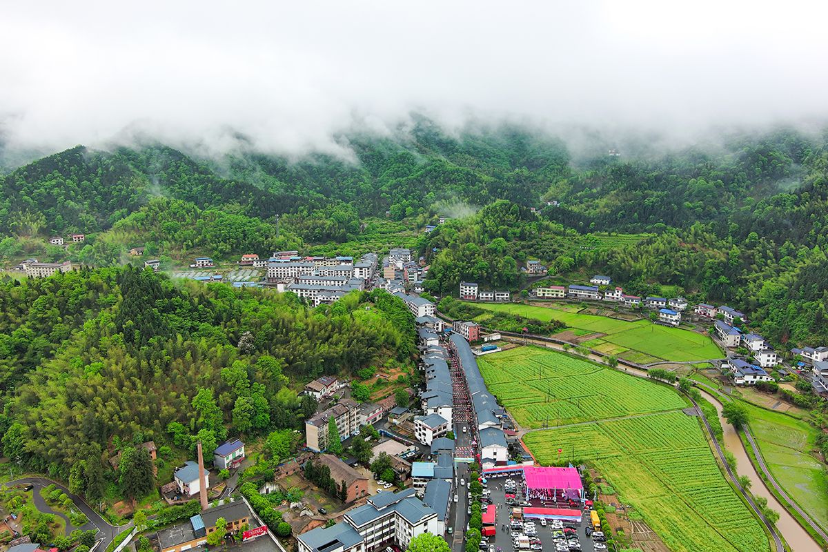 江西湘东：烟雨杜鹃燃爆赣湘边 解锁乡村振兴“热辣密码”