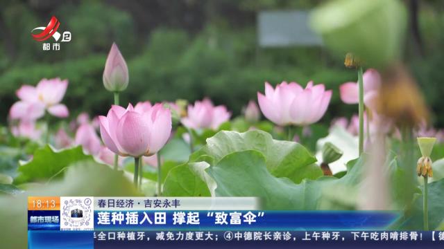 【春日经济】吉安永丰：莲种插入田 撑起“致富伞”
