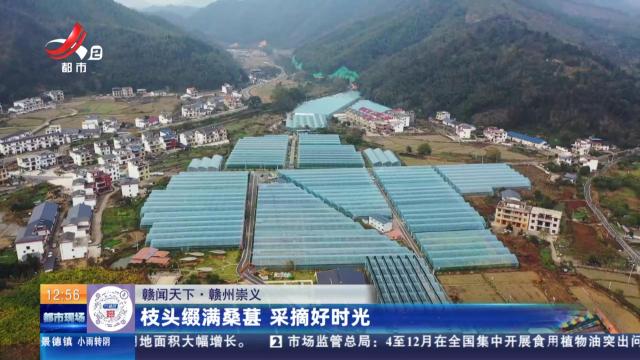 赣州崇义：枝头缀满桑葚 采摘好时光