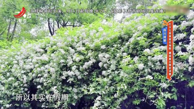 四川成都：打卡七里香赏花地图 邂逅春日限定诗意
