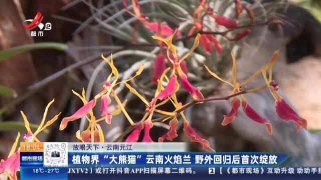 【放眼天下】云南元江：植物界“大熊猫”云南火焰兰 野外回归后首次绽放