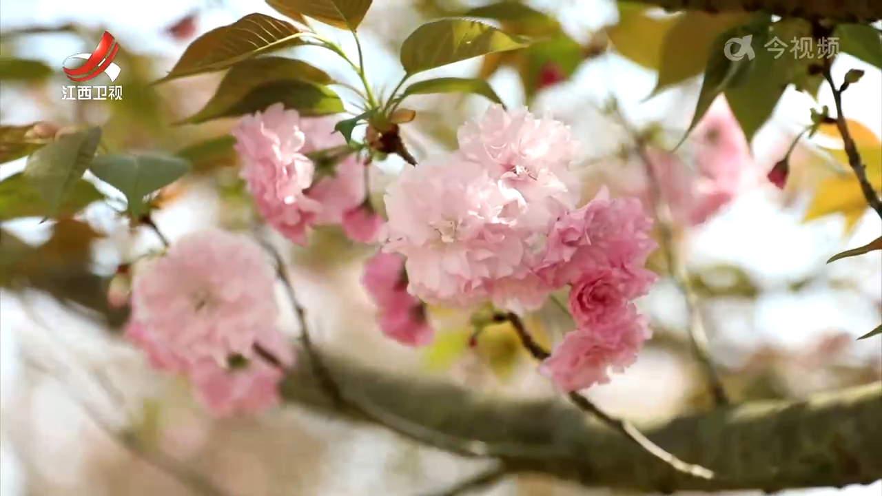 清明假期：踏青赏花感受春日之美