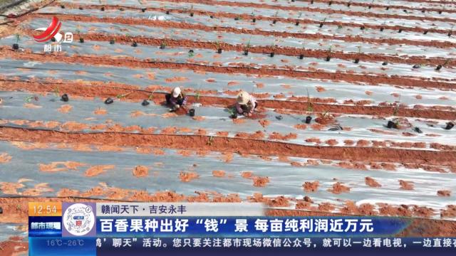 【赣闻天下】吉安永丰：百香果种出好“钱”景 每亩纯利润近万元