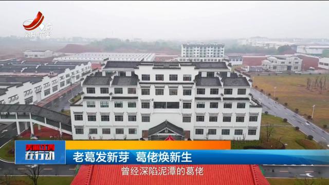美丽江西在行动20250427 老葛发新芽 葛佬焕新生