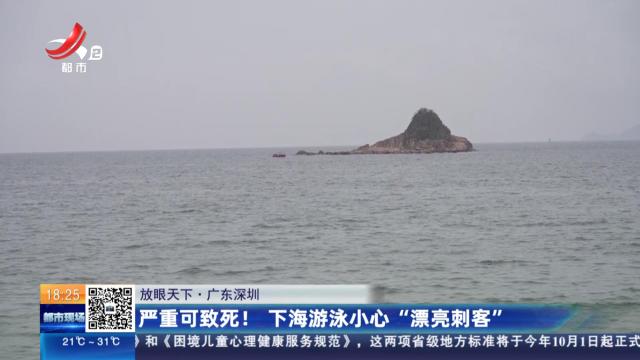 【放眼天下】广东深圳：严重可致死！下海游泳小心“漂亮刺客”