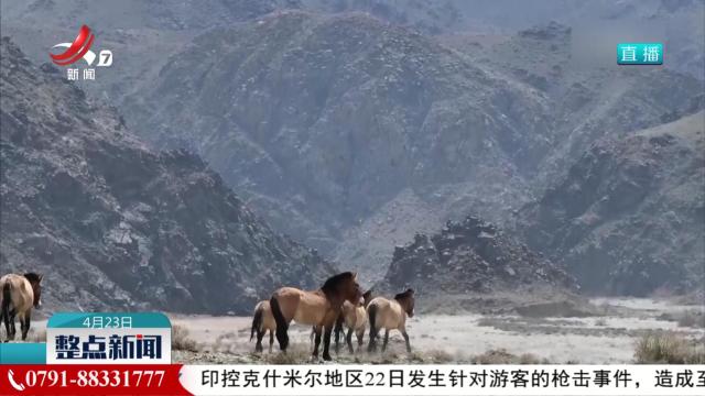贺兰山：普氏野马引入工作取得初步成功