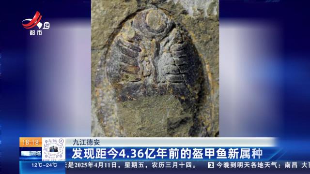 九江德安：发现距今4.36亿年前的盔甲鱼新属种