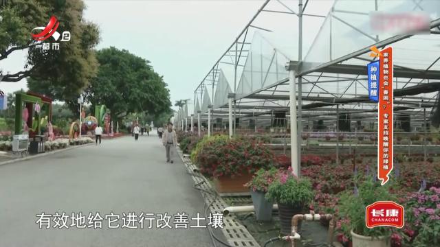 种植提醒——家养植物也会“春困”？ 专家支招唤醒你的绿植