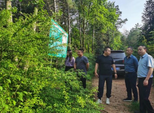 福建省长汀县林业局到上高县考察林下药材种植