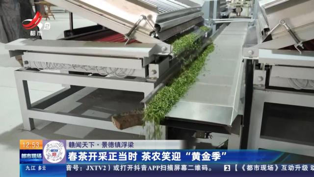 【赣闻天下】景德镇浮梁：春茶开采正当时 茶农笑迎“黄金季”