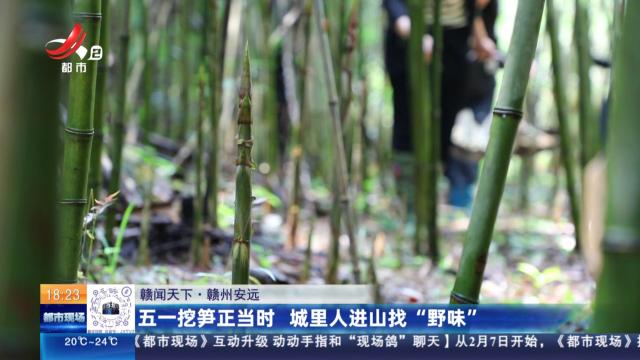 【赣闻天下】赣州安远：五一挖笋正当时 城里人进山找“野味”