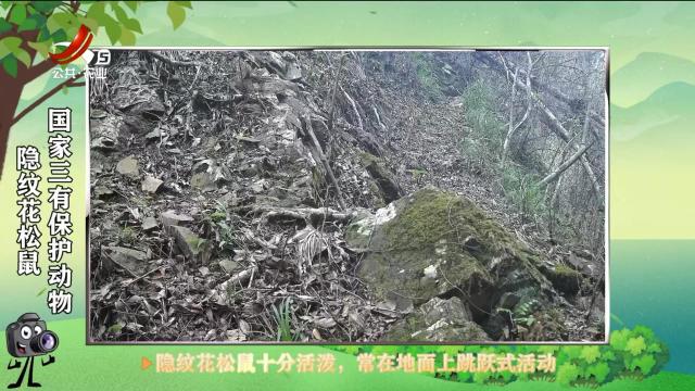 绿野秘踪20250427