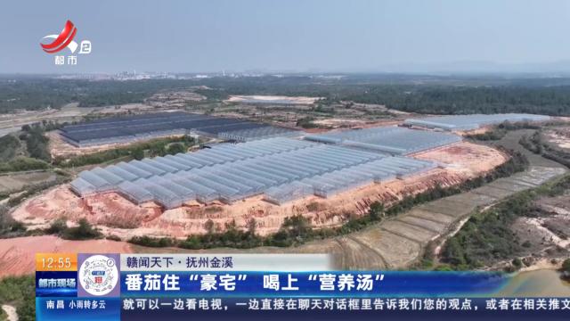 【赣闻天下】抚州金溪：番茄住“豪宅” 喝上“营养汤”