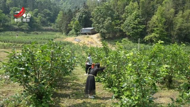 【春意盎然嘉游赣】九江武宁：春满枝头桑果香 游客尽显“葚好时光”