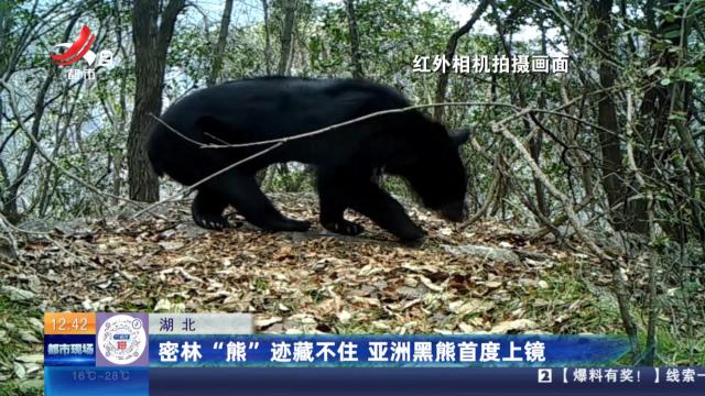 湖北：密林“熊”迹藏不住 亚洲黑熊首度上镜