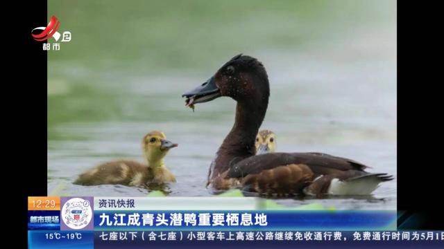 九江成青头潜鸭重要栖息地