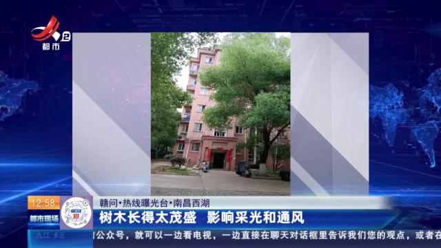 【赣问·热线曝光台】南昌西湖：树木长得太茂盛 影响采光和通风