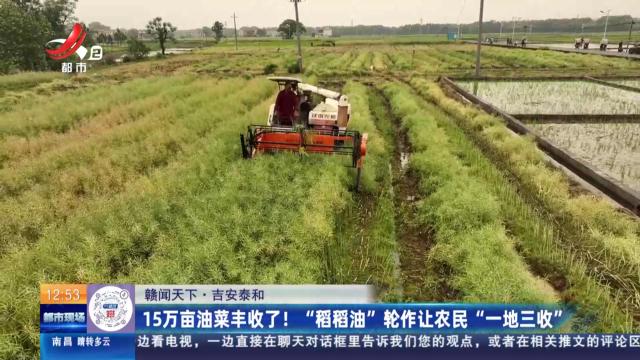 【赣闻天下】吉安泰和：15万亩油菜丰收了！ “稻稻油”轮作让农民“一地三收”