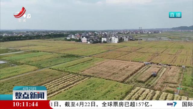 油菜陆续开镰 早熟高产品种效益高