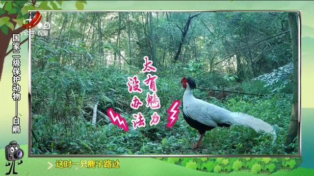 绿野秘踪20250404