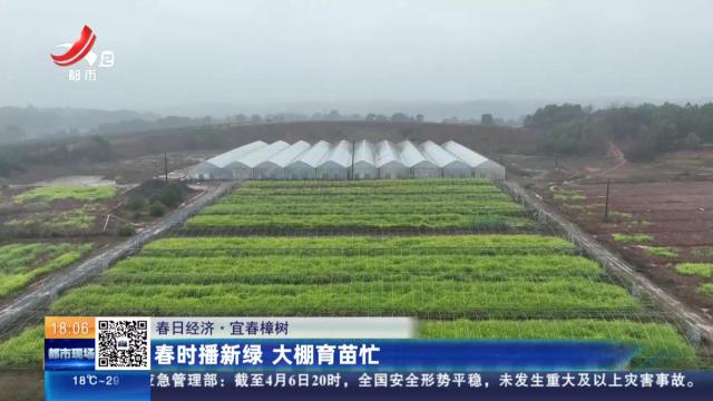 【春日经济】宜春樟树：春时播新绿 大棚育苗忙
