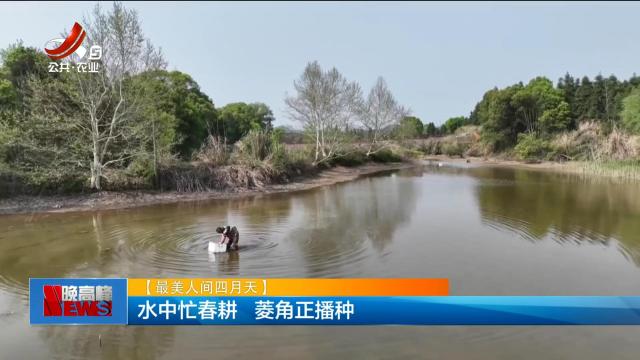 【最美人间四月天】水中忙春耕 菱角正播种