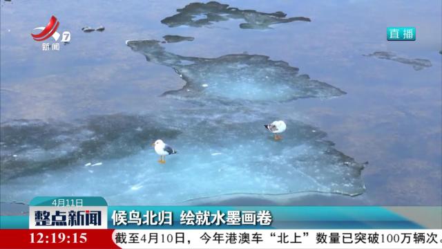 候鸟北归 绘就水墨画卷