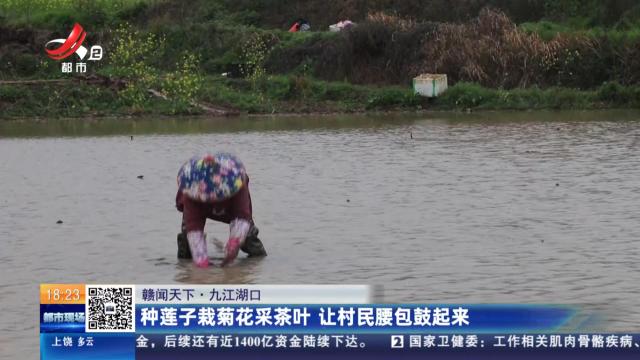 【赣闻天下】九江湖口：种莲子栽菊花采茶叶 让村民腰包鼓起来