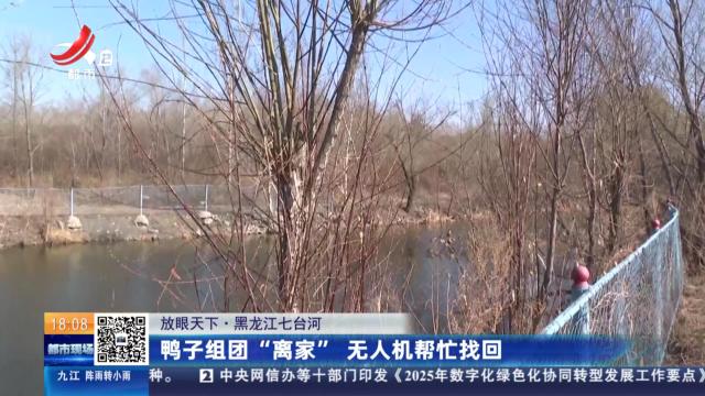 【放眼天下】黑龙江七台河：鸭子组团“离家” 无人机帮忙找回