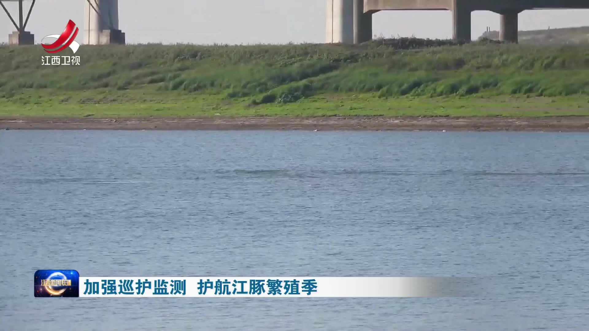 加强巡护监测 护航江豚繁殖季