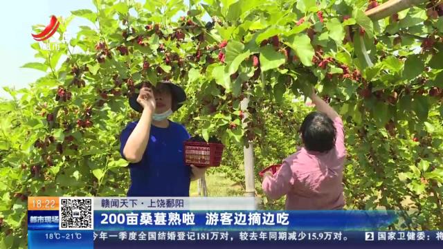 【赣闻天下】上饶鄱阳：200亩桑葚熟啦 游客边摘边吃