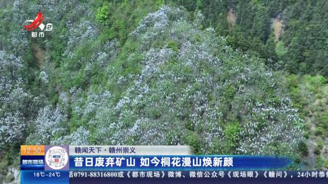 【赣闻天下】赣州崇义：昔日废弃矿山 如今桐花漫山焕新颜